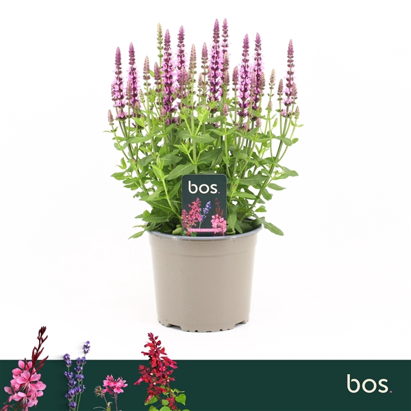 <h4>Salvia Nemorosa, Sensation Compact Bright Rose</h4>