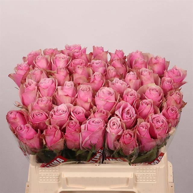 <h4>R GR ATHENA ROYALE</h4>