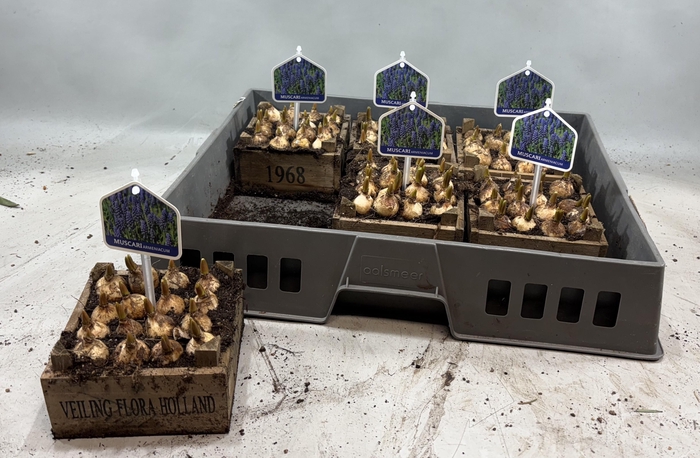 <h4>ARR MUSCARI</h4>