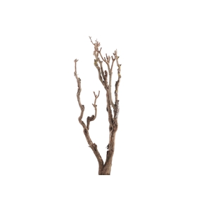 Syringa Branch Extra Gismonti