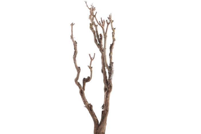 <h4>Syringa Branch Extra Gismonti</h4>