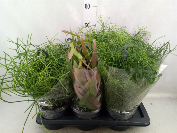 <h4>Rhipsalis   ...mix</h4>