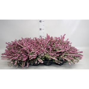 Erica darley. 'Kramer's Rote'