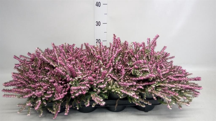 <h4>Erica darley. 'Kramer's Rote'</h4>