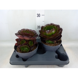 Aeonium arboreum 'Velours'