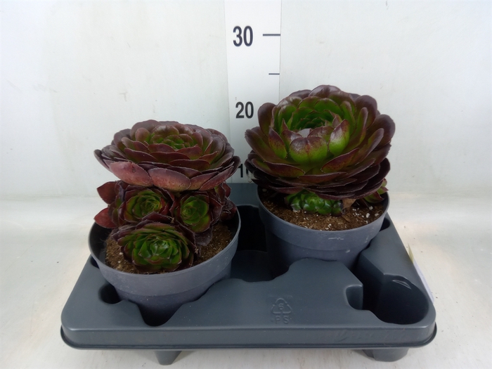 <h4>Aeonium arboreum 'Velours'</h4>