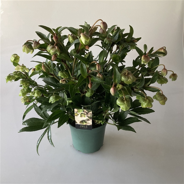 <h4>Helleborus Winterbells JWLS</h4>