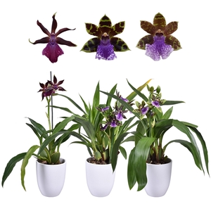 Zygopetalum 1 tak 5+ knop 12 cm met wit keramiek