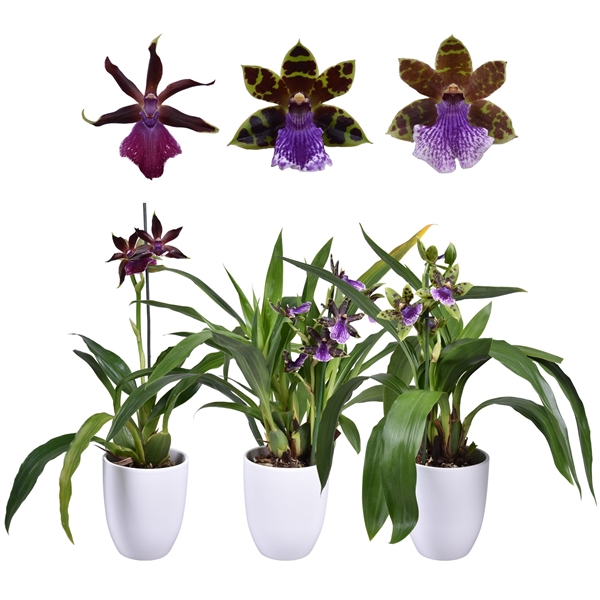 <h4>Zygopetalum 1 tak 5+ knop 12 cm met wit keramiek</h4>
