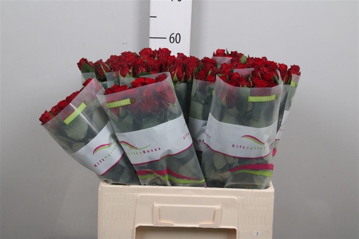 <h4>R Gr Red Torch</h4>