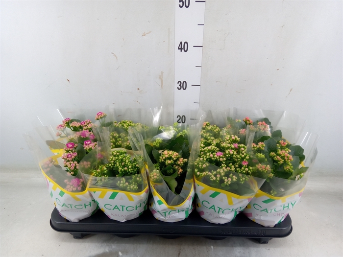 <h4>Kalanchoe blos.   ..rosebud mix  5</h4>