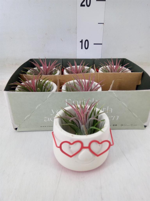 <h4>Arr.  Tillandsia L%</h4>