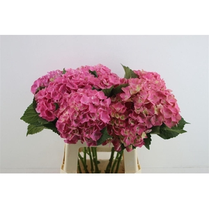 Hydr. M Scarlet Pink 60-17