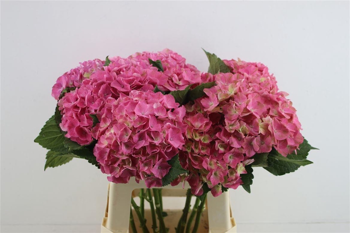 <h4>Hydr. M Scarlet Pink 60-17</h4>