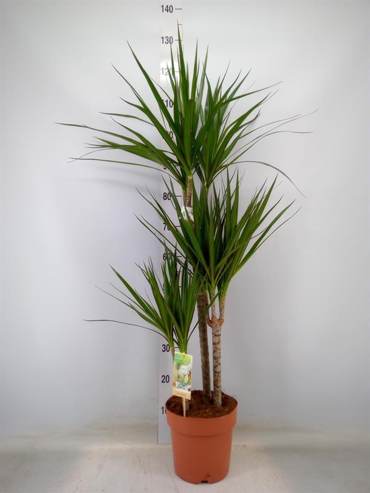 <h4>Dracaena marg.</h4>