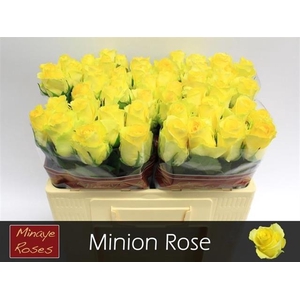 R GR MINION ROSE