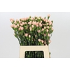 Dianthus Sp Hamada