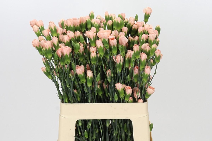 Dianthus Sp Hamada