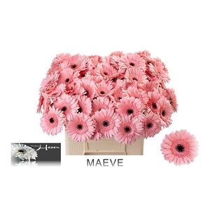 GE MI MAEVE