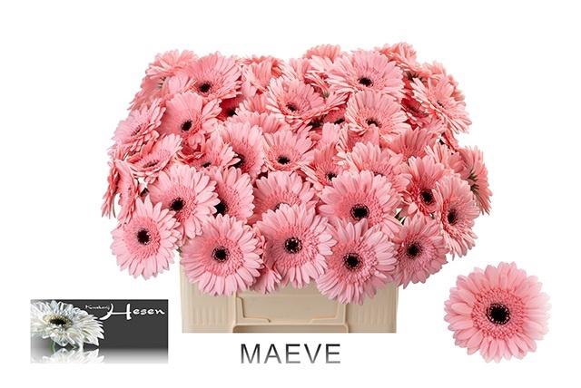 <h4>GE MI MAEVE</h4>