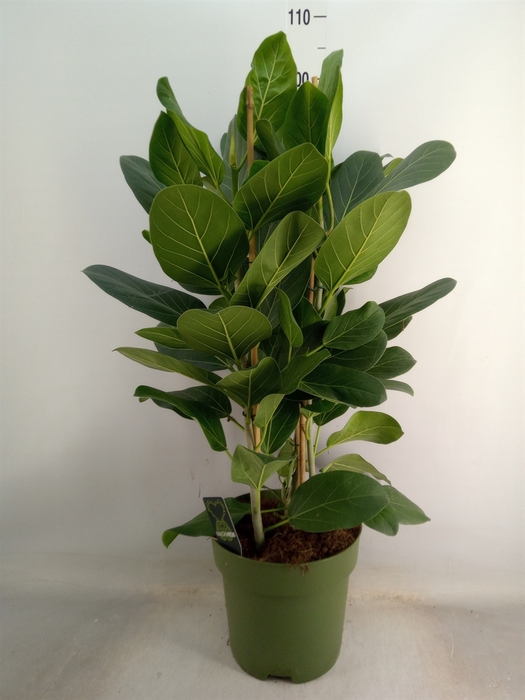 <h4>Ficus benghalensis 'Audrey'</h4>