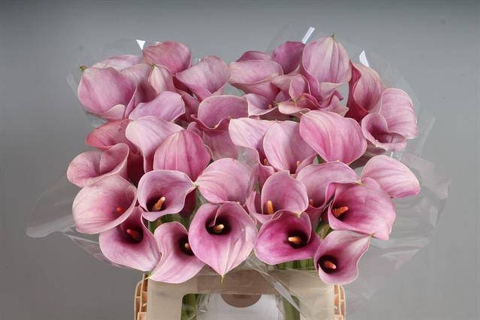 Calla Captain Romance