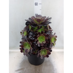 Aeonium arboreum 'Velours'