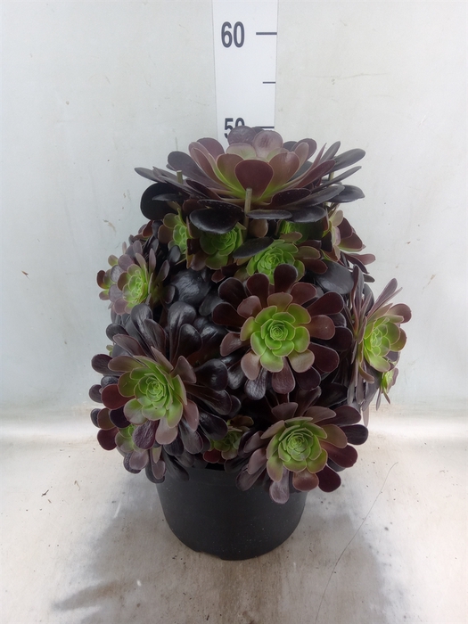 <h4>Aeonium arboreum 'Velours'</h4>