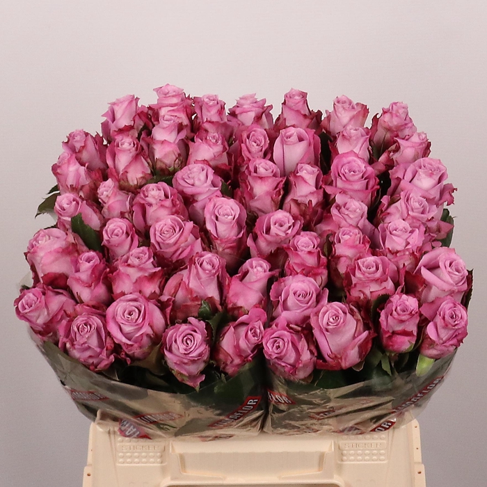 <h4>R GR MARITIM</h4>