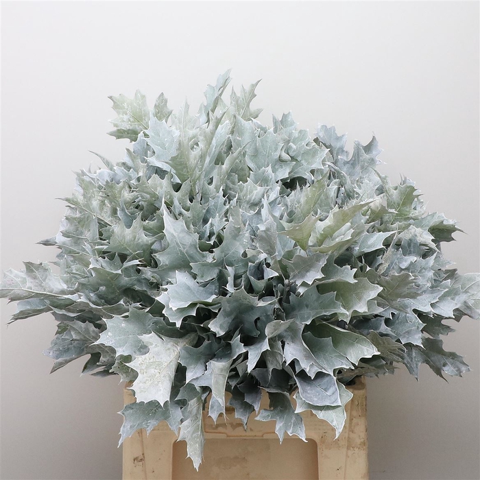 <h4>Quercus Rubra White</h4>