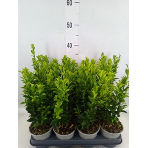 Euonymus japon. 'Green Spire'