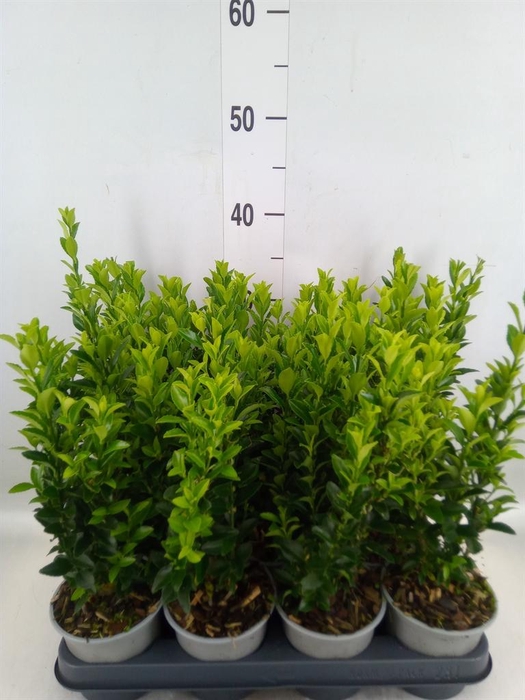 <h4>Euonymus japon. 'Green Spire'</h4>