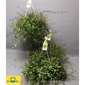 MUEHLENBECK CO MAORI