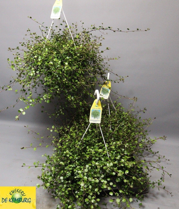 <h4>MUEHLENBECK CO MAORI</h4>