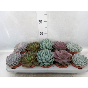 Echeveria   ...mix