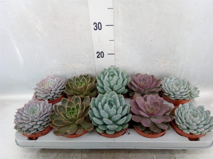 <h4>Echeveria   ...mix</h4>