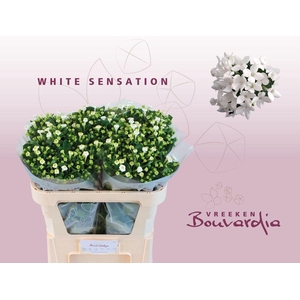 Bouvardia si white sensation