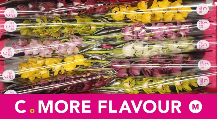 <h4>CYMB MI GEM</h4>