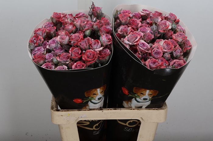 <h4>R Tr Wx Classic Silverado</h4>