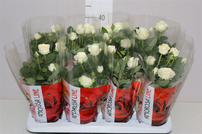 <h4>Rosa Infinity Wit</h4>