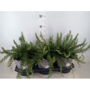 Rosmarinus officinalis 'Prostratus'