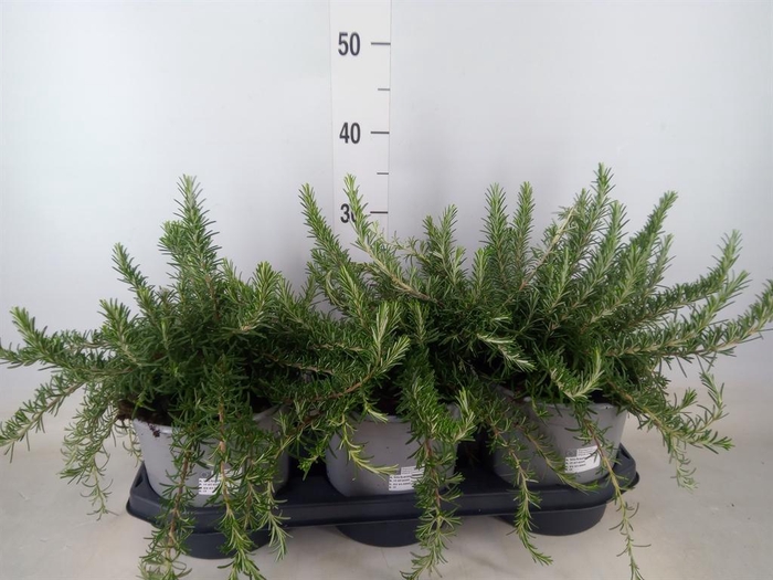 <h4>Rosmarinus officinalis 'Prostratus'</h4>