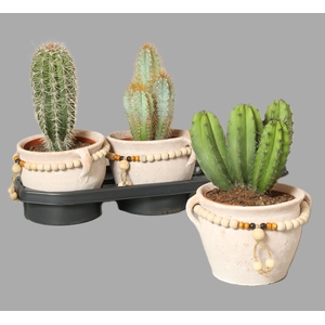 CACTUS OV