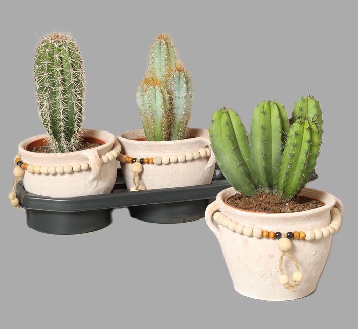 <h4>CACTUS OV</h4>