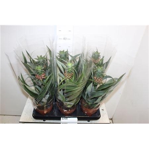 ** Ananas Mi Amigo ** Promo