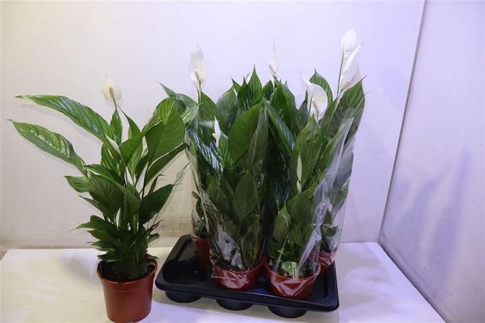 <h4>arr8 Spath Verdi</h4>