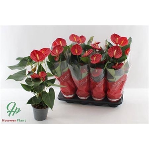 Anthurium (Andreanum Grp) Tremendo