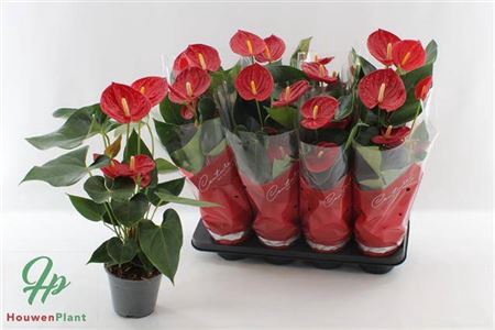 <h4>Anthurium (Andreanum Grp) Tremendo</h4>