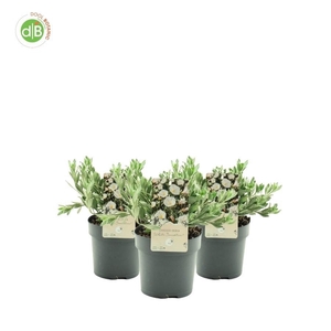 Convolvulus 'White Sensation'