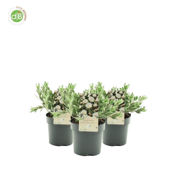 <h4>Convolvulus 'White Sensation'</h4>